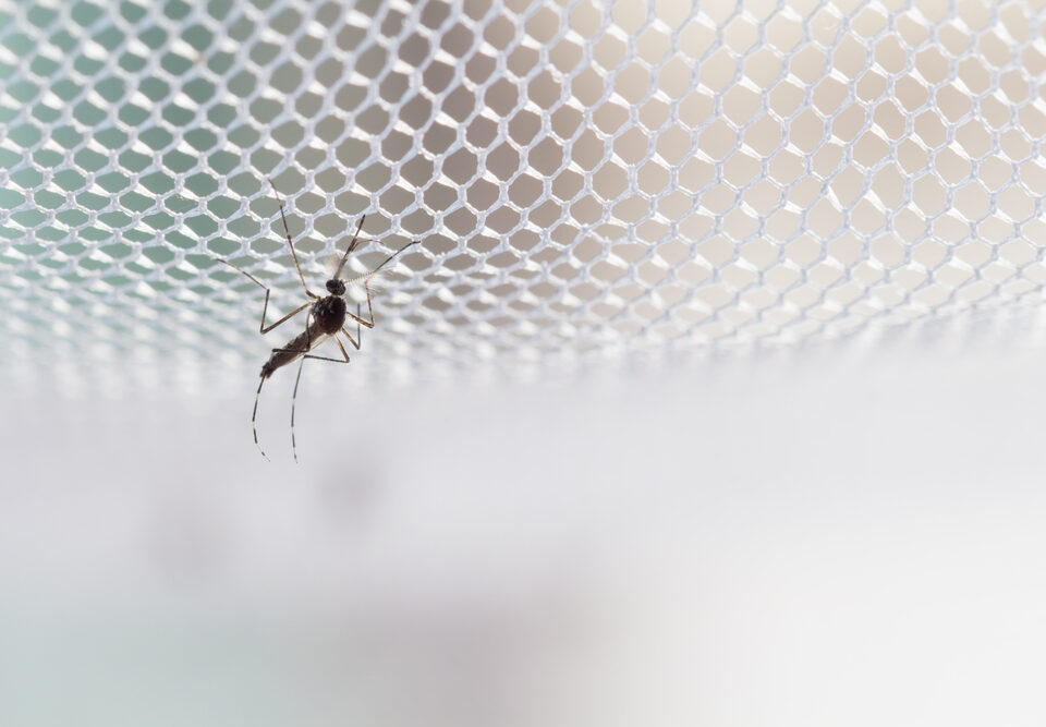 malaria in Kenya
